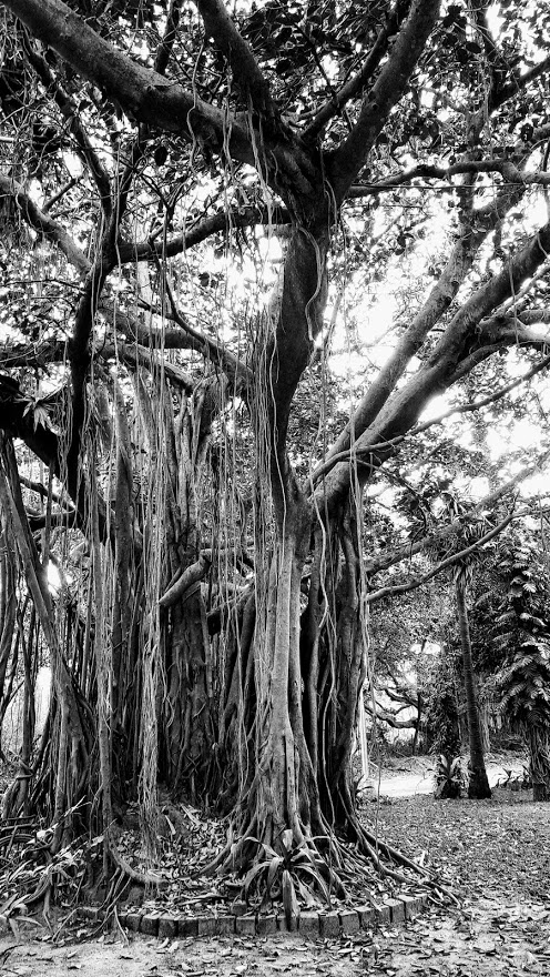 photos/The Banyan Tree near CSE.jpg